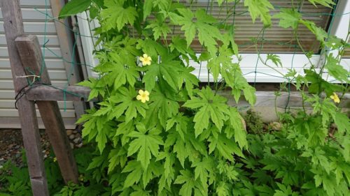 ゴーヤの花が咲きました。