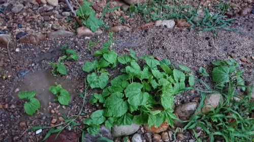 ゴーヤのグリーンカーテンを植え水をあげています