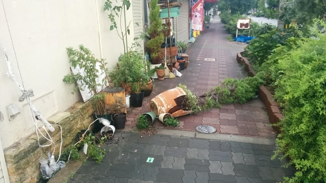 台風の前に手入れ